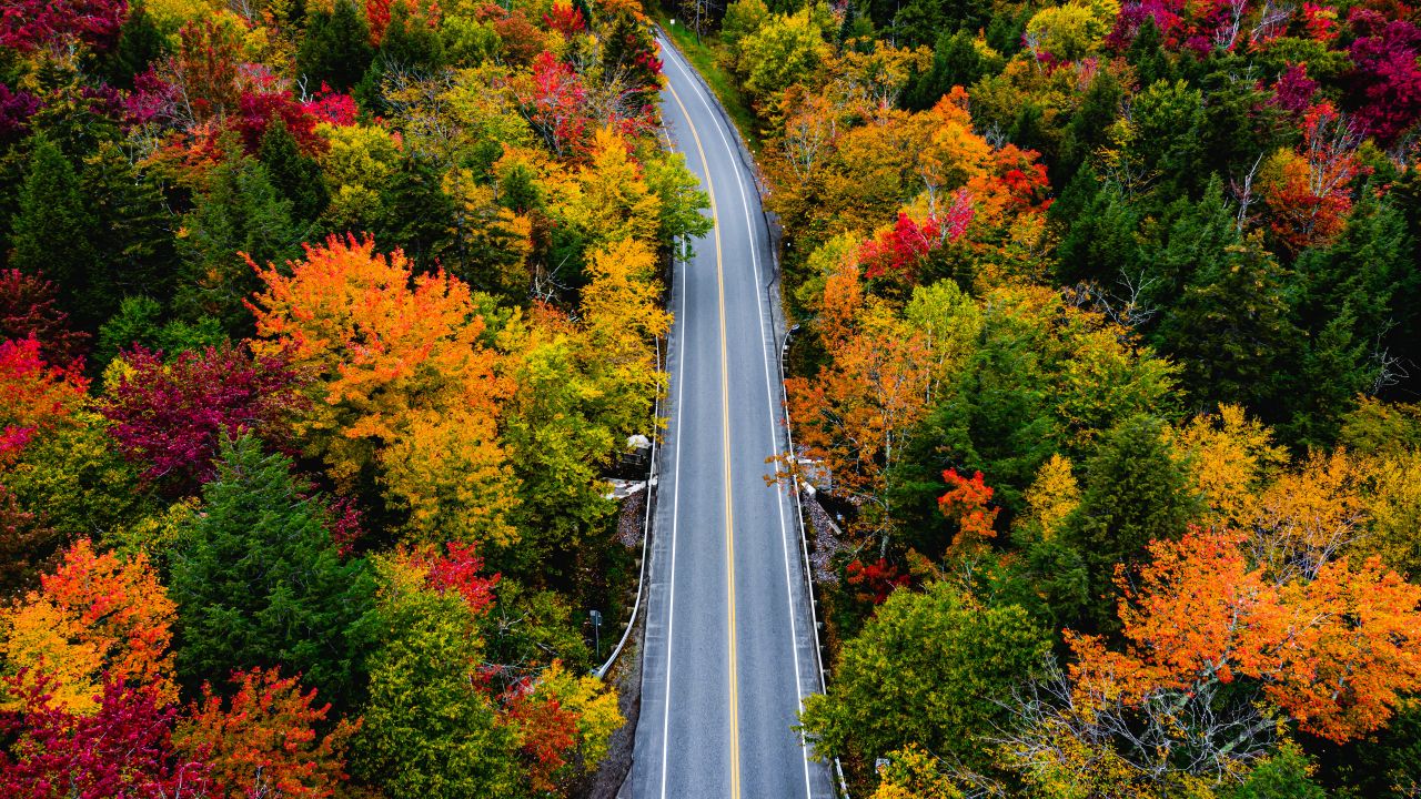 highway through the trees